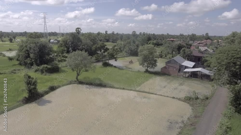 drone shot: farmer ploughing paddy field with a couple of buffaloes under cloudy blues skies