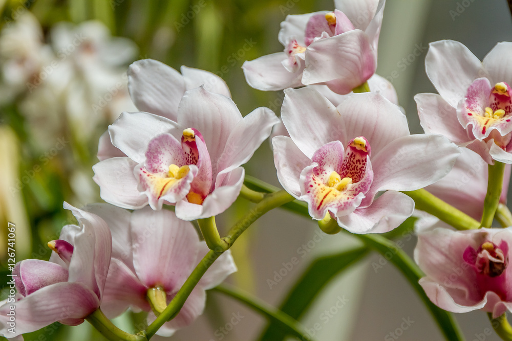 Beautiful orchid flowers on natural background Beautiful orchid flowers on natural background