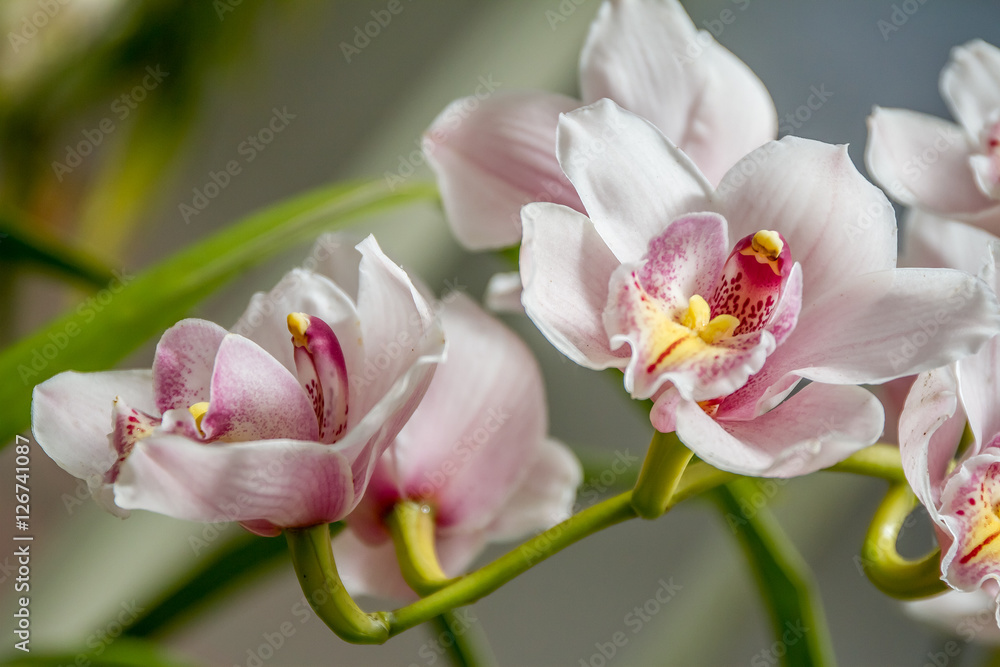 Beautiful orchid flowers on natural background Beautiful orchid flowers on natural background