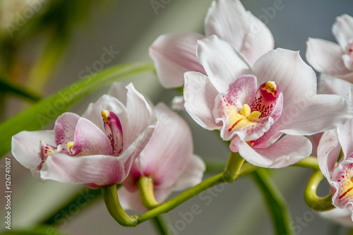 Beautiful orchid flowers on natural background