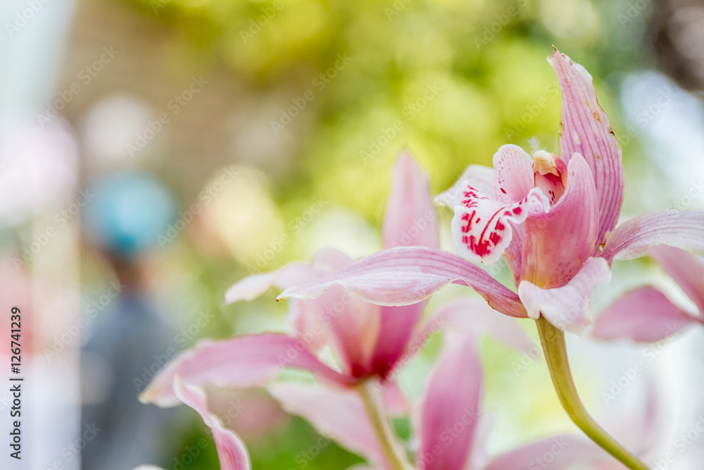 Beautiful orchid flowers on natural background Beautiful orchid flowers on natural background