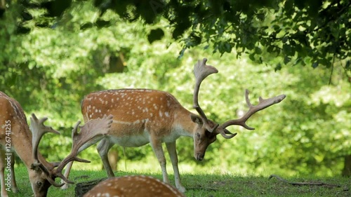 brown sika deer urinating