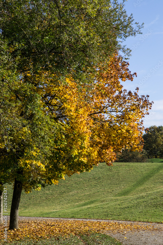 Albero che cambia colore delle foglie in autunno