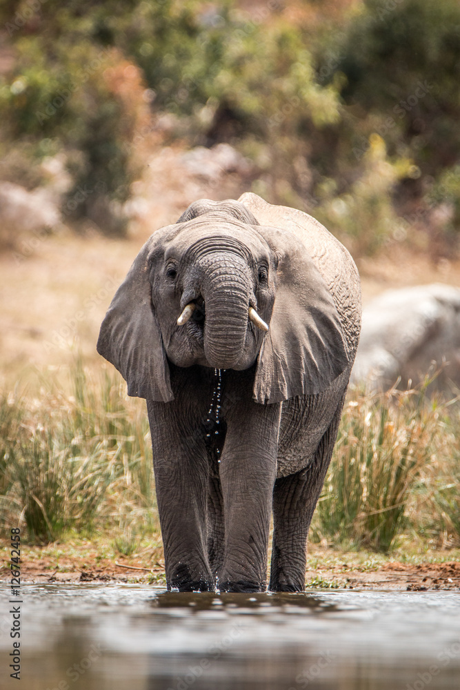 Obraz premium Elephant drinking the Kruger National Park.