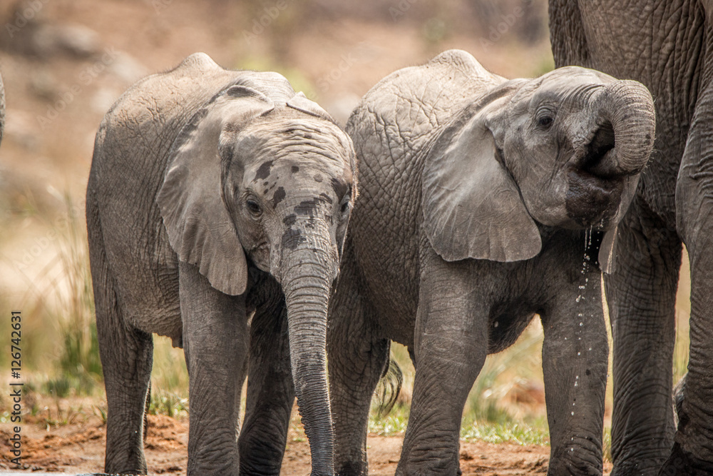 Elephants drinking in the Kruger National Park.