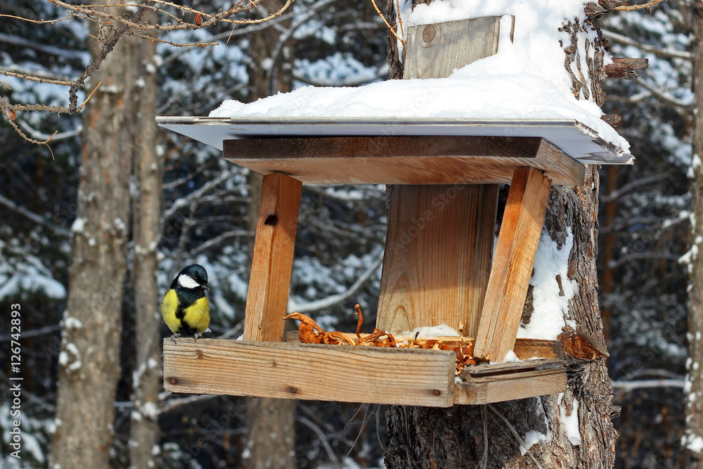 Bird feeder with blue Tits in winter Park