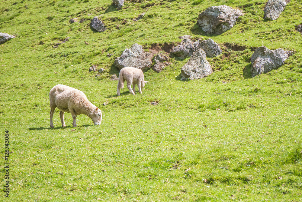 Fototapeta premium white sheep on green grass