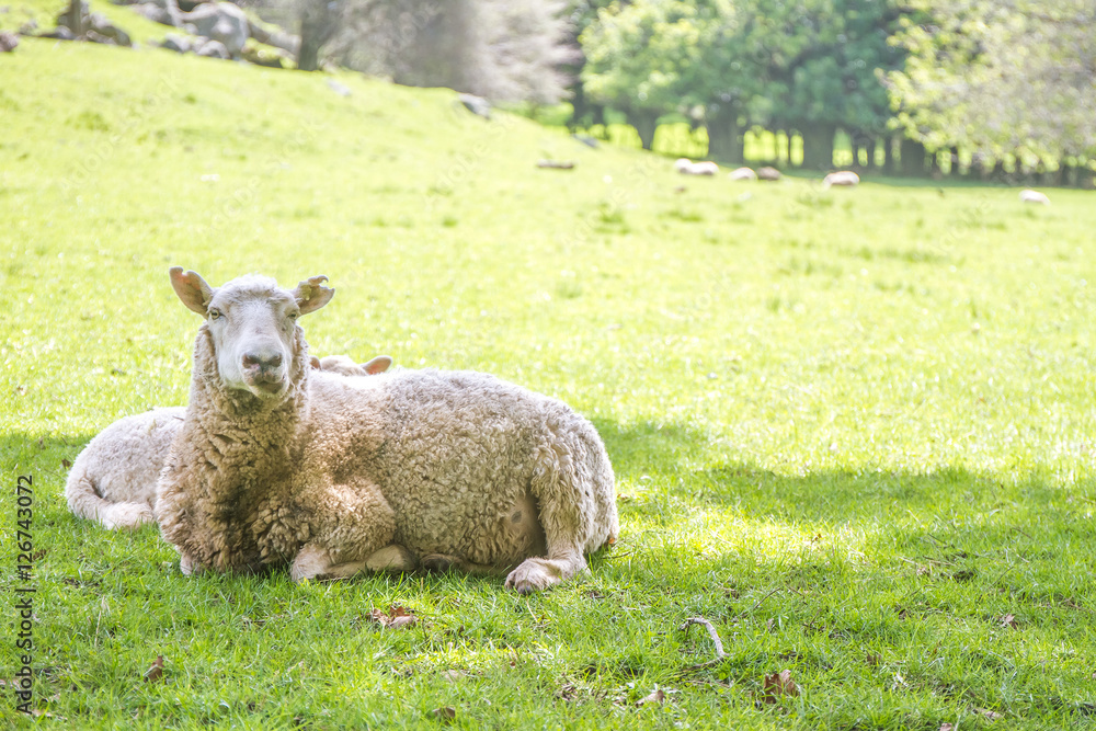 Obraz premium white sheep on green grass