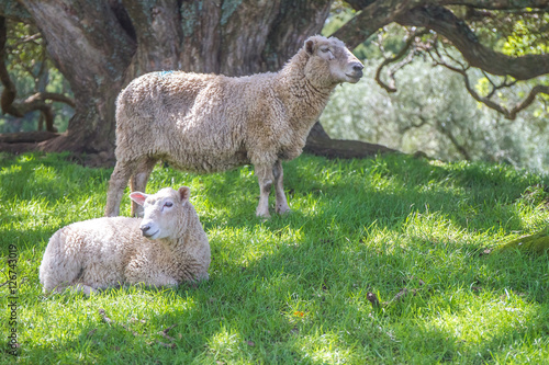 white sheep on green grass photo