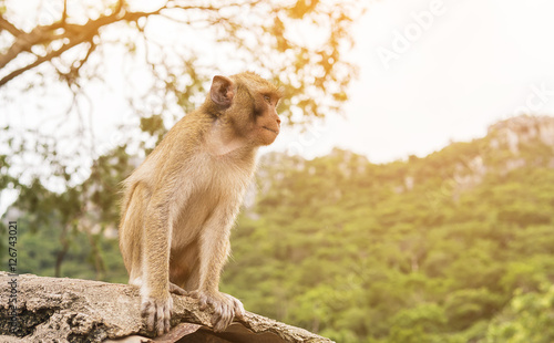 A sitting monkey