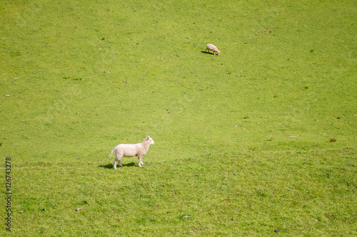 white sheep on green grass photo