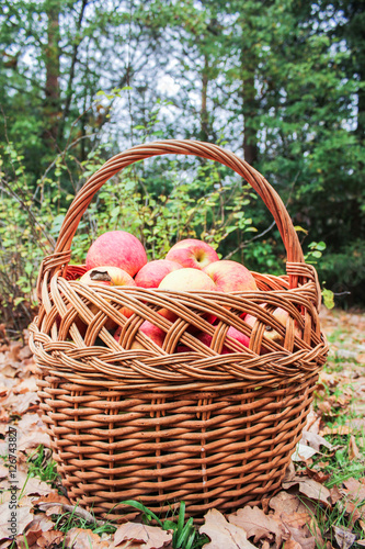 Basket full of apples.