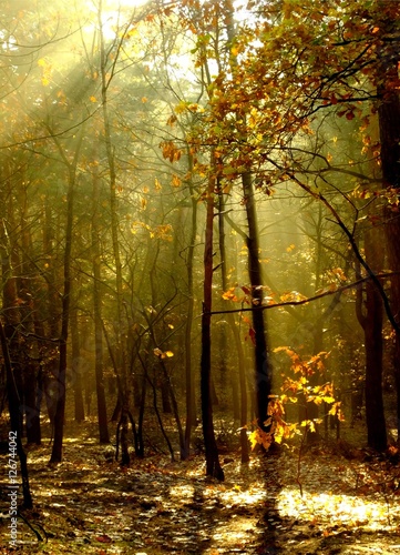 Canvas Print Autumn sun in forest