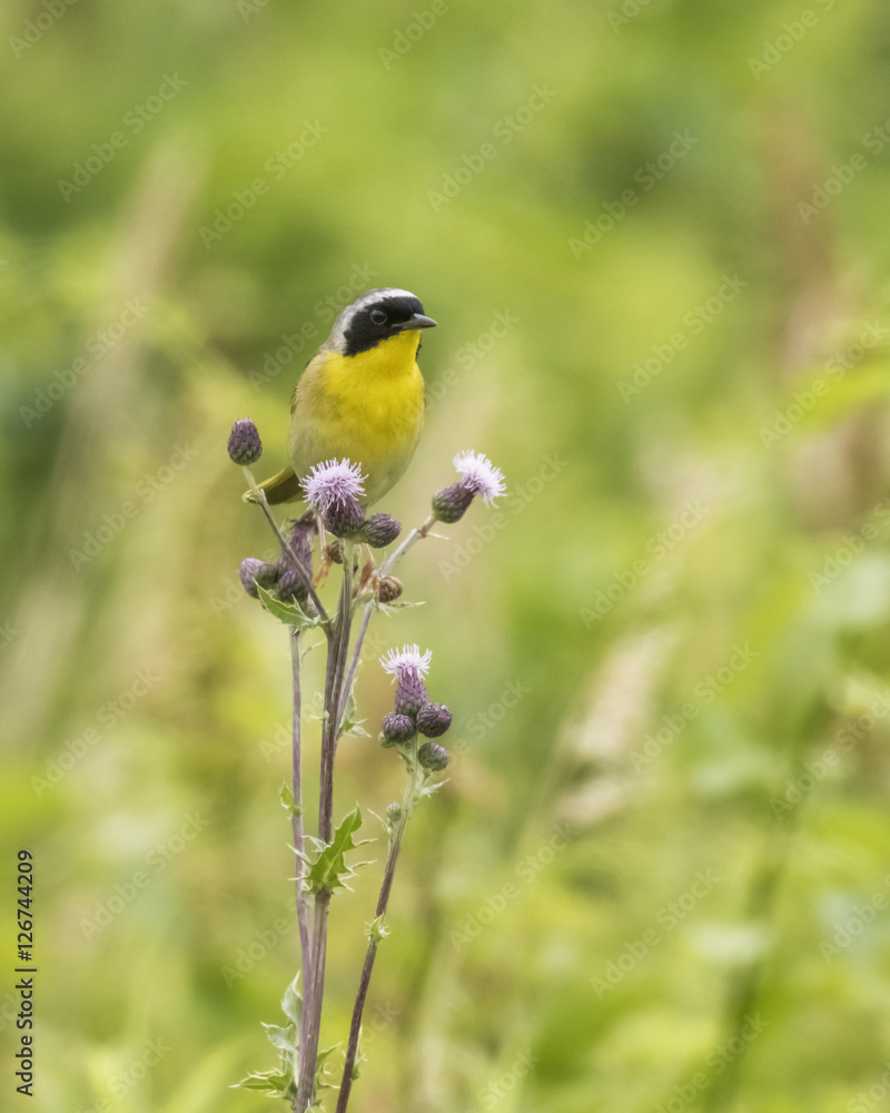 Fototapeta premium Common Yellowthroat perched on flowers