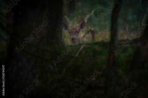 Portrait eines Rothirsches im Wald