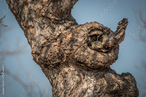 Rock monitor in the tree. photo