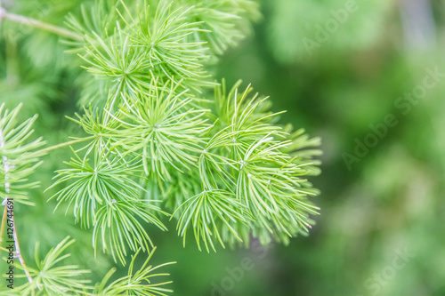 Evergreen pine needles photo background. Young small pine bush 