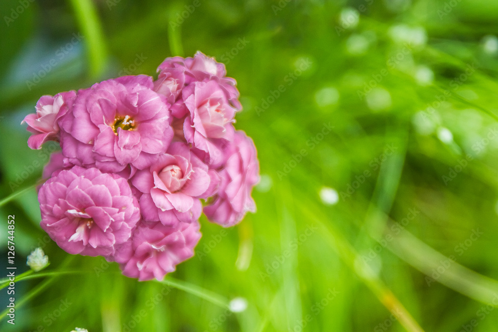 spring blossom flower background spring blossom flower background