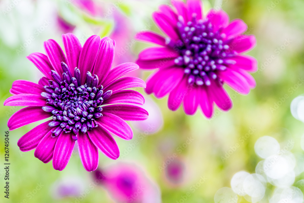 Fototapeta premium spring blossom flower background