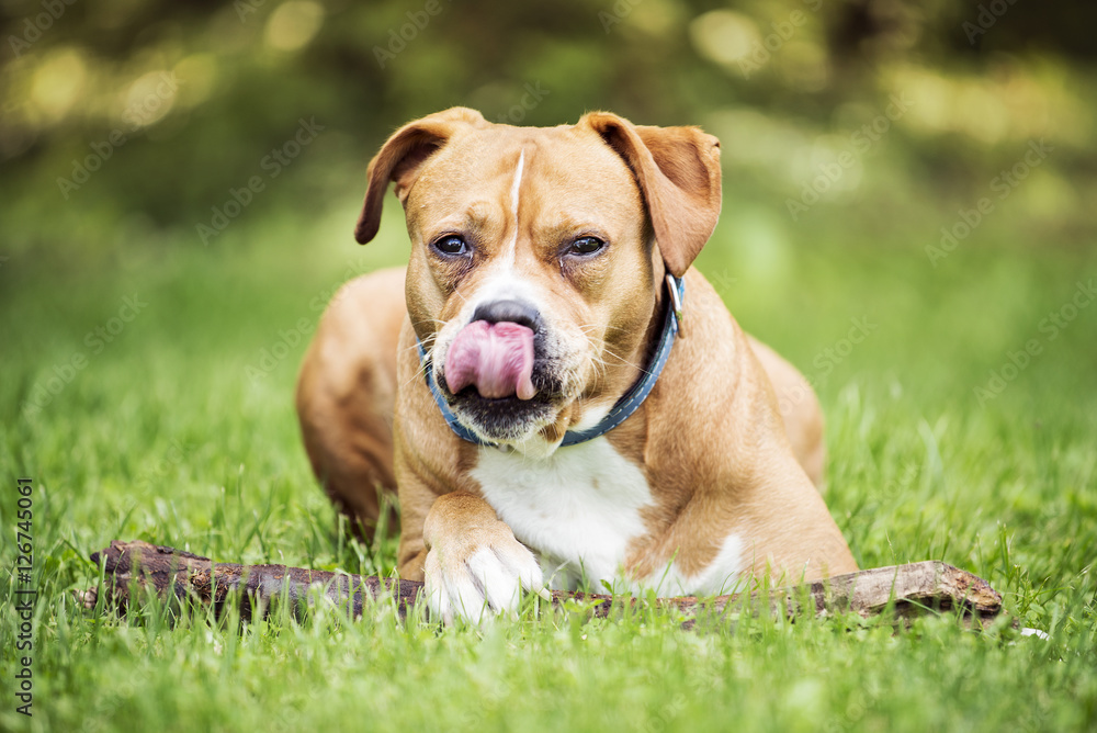 Happy dog lying on the grass Happy dog lying on the grass