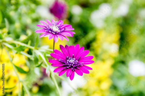 spring blossom flower background