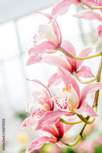 fresh beautiful vivid colorful orchid in nature