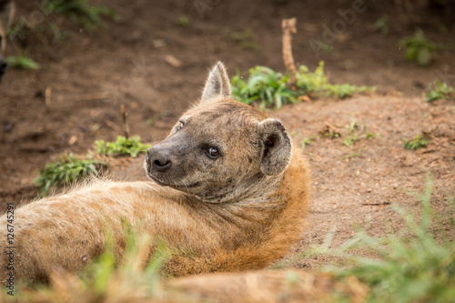 Spotted hyena looking at the camera.