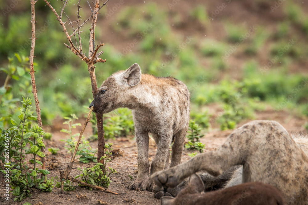 Baby Spotted hyena playing with a branch.