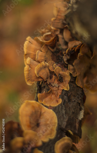 Wallpaper Mural Ağaç Mantarı Torontodigital.ca