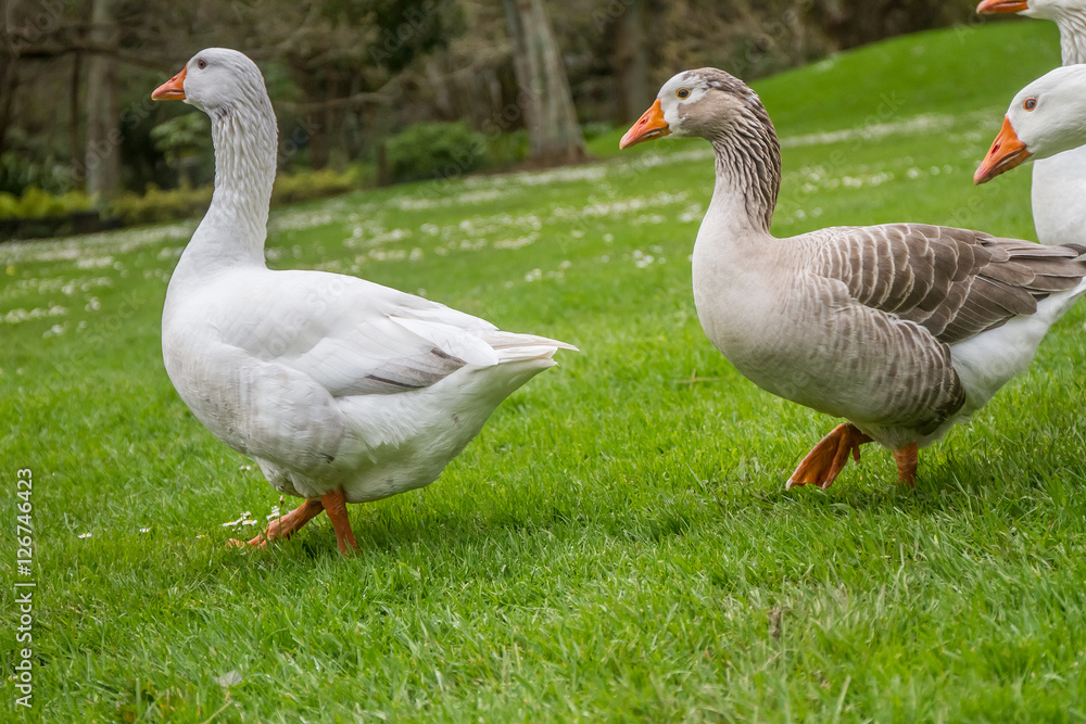 goose family walking on green grass background goose family walking on green grass background