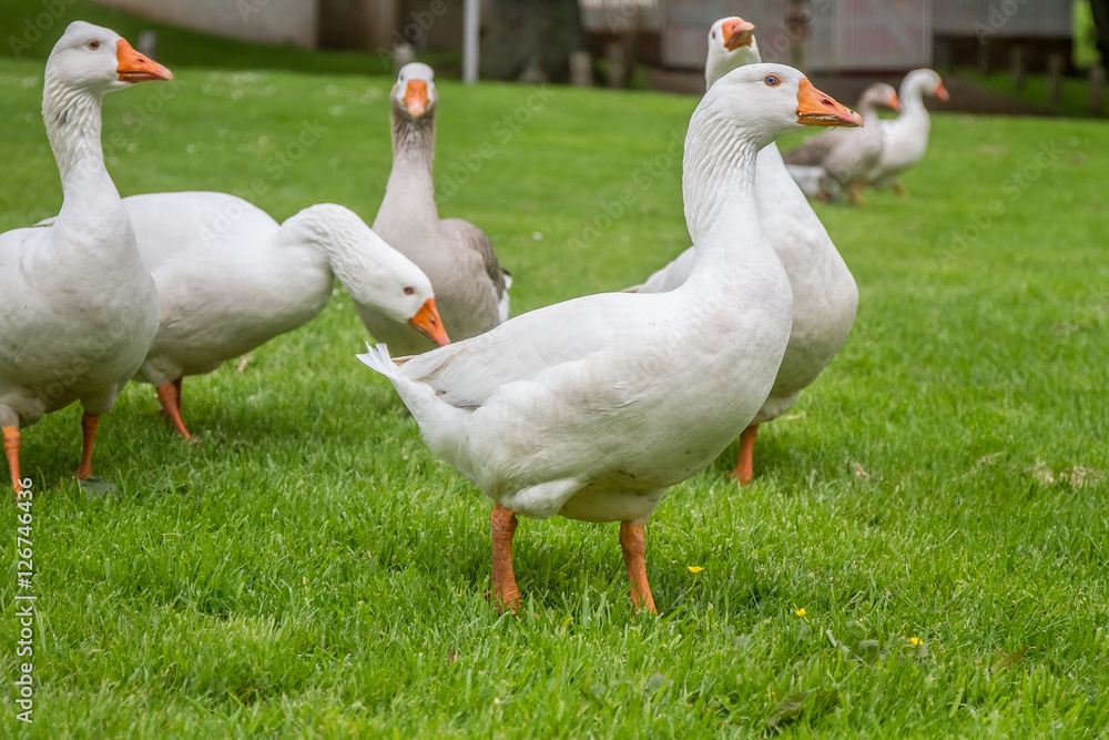goose family walking on green grass background goose family walking on green grass background