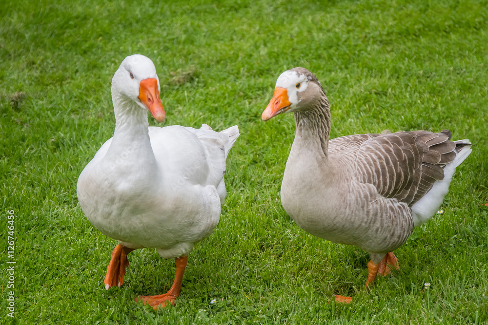 goose family walking on green grass background goose family walking on green grass background