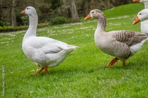 goose family walking on green grass background