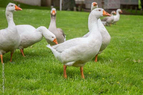 goose family walking on green grass background
