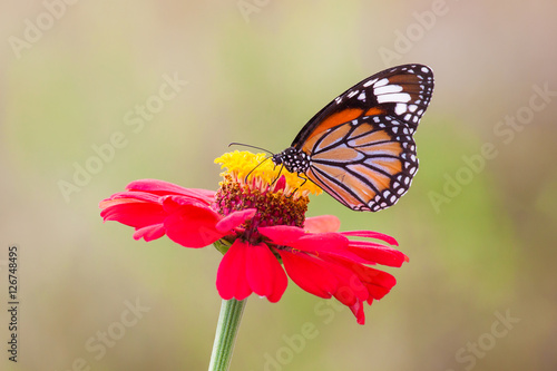 Butterflies on red flowers © beerphotographer