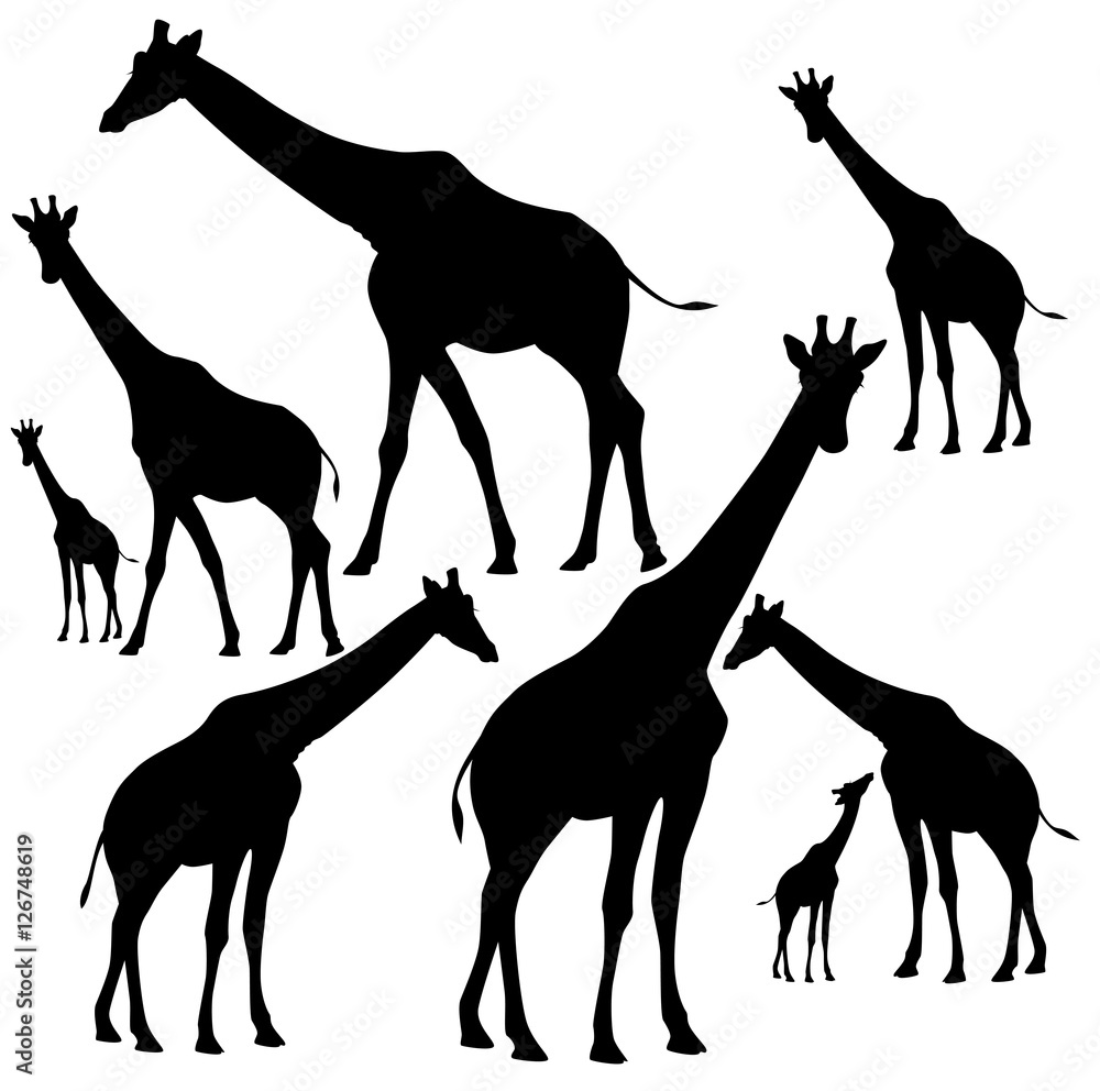 Naklejka premium giraffes silhouettes black and white vector design