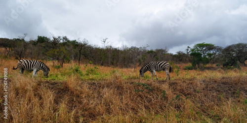 Sud Africa  28 09 2009  zebre in una prateria nella Hluhluwe Imfolozi Game Reserve  la pi   antica riserva naturale istituita in Africa nel 1895 nel KwaZulu-Natal  la terra degli Zulu