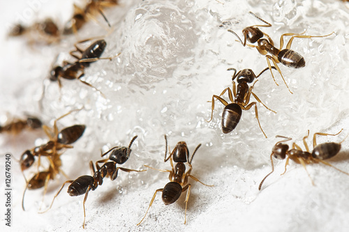 Sugar Ants © Jimmy