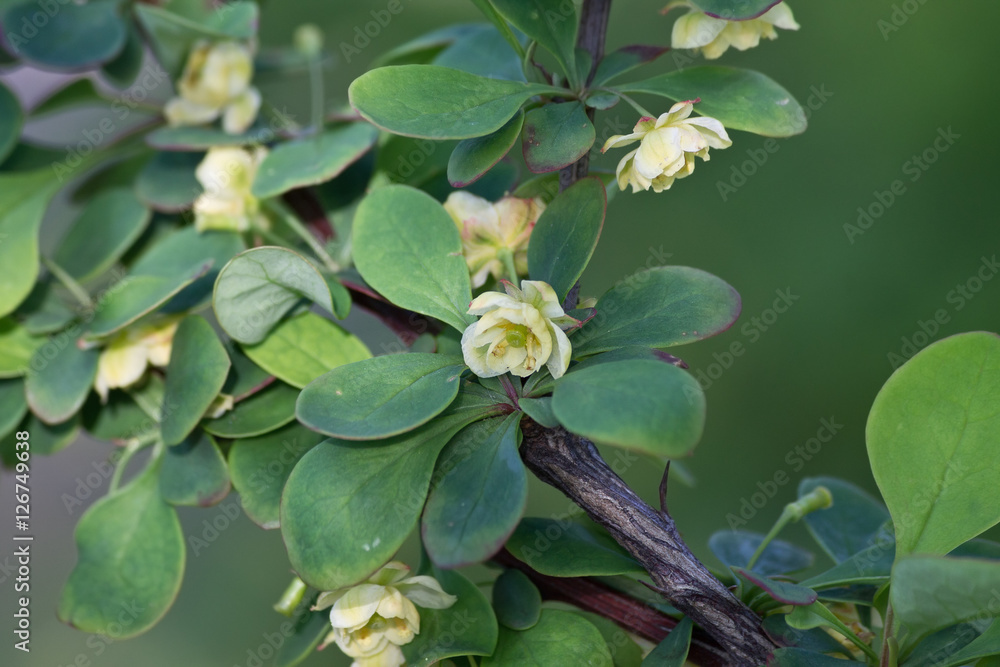 barberry branch with a yellow flower closeup barberry branch with a yellow flower closeup