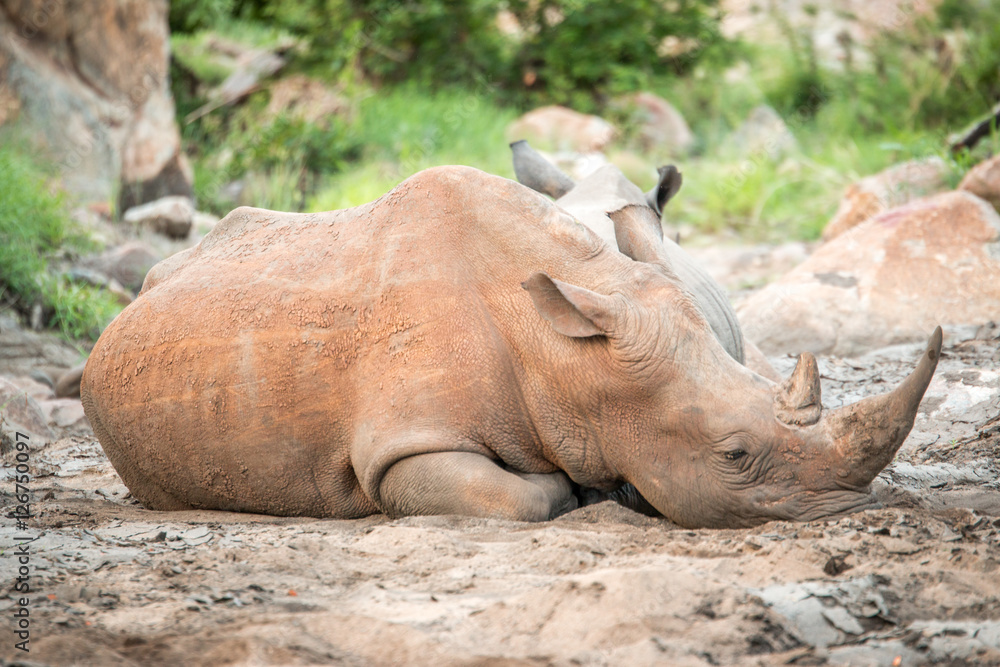 Fototapeta premium Chilling White rhino.