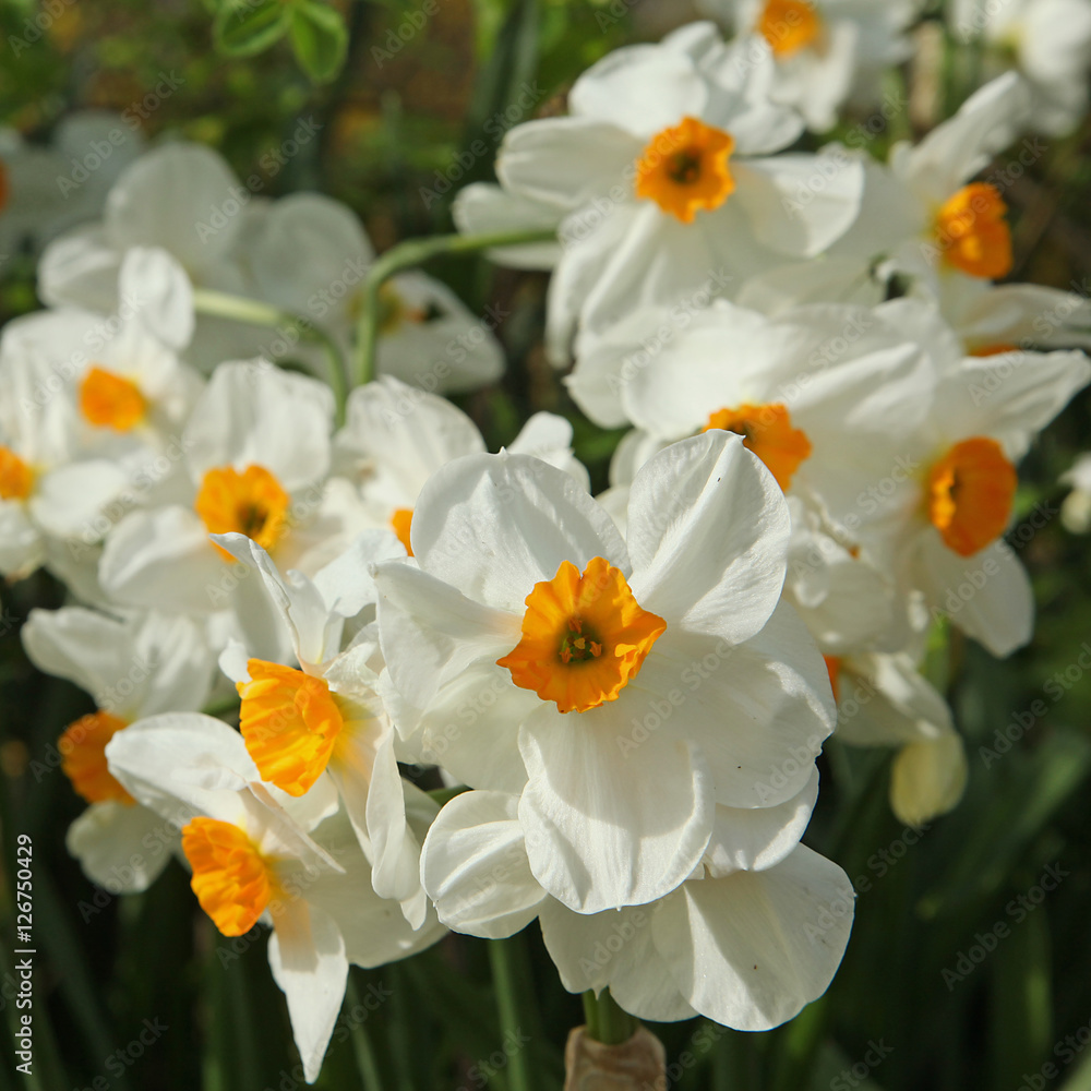 Narcisse multiflore ‘Géranium’ Narcisse multiflore ‘Géranium’