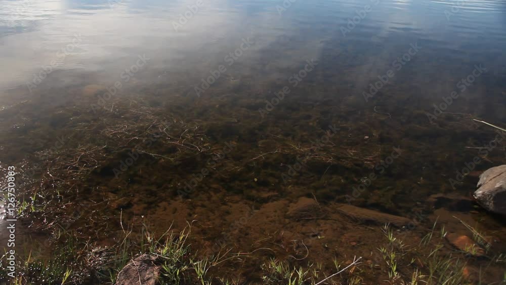 Minnows swimming under the surface of a pond. Minnows swimming under the surface of a pond.