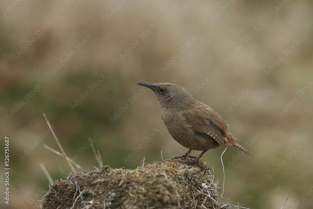 Fototapeta premium Cobb's Wren (Troglodytes cobbi) standing on hummock on Carcass Island in the Falkland Islands.