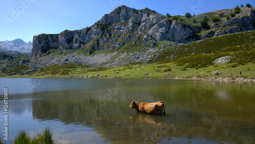 View of a cow at Lake Ercina in Lakes of Covadonga, Asturias - Spain