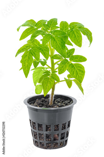 young seedling of fresh green tomatoes in flower pot is isolated