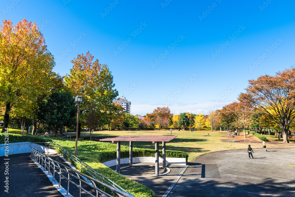 Obraz premium 秋晴れの公園