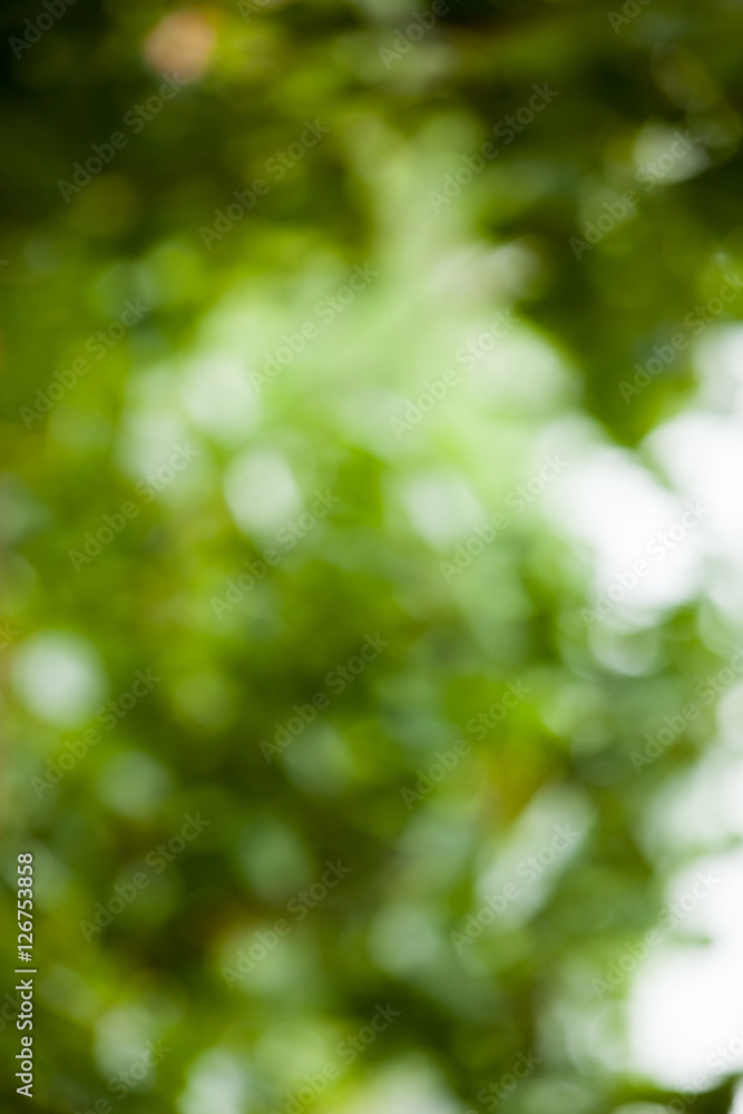 Blur bokeh background nature. Blur bokeh background nature.