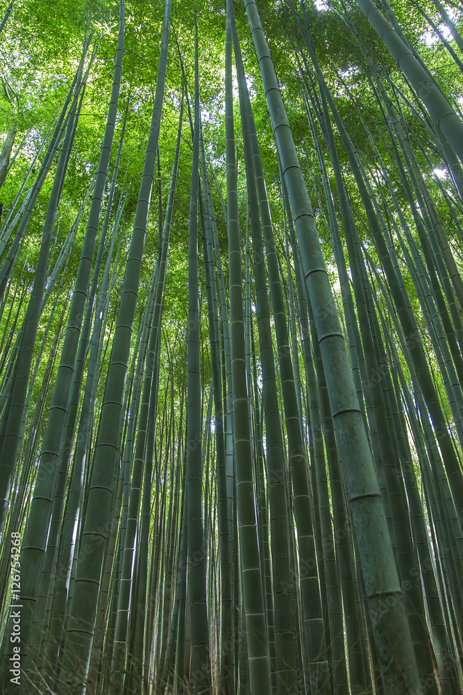 Fototapeta premium Bamboo forest