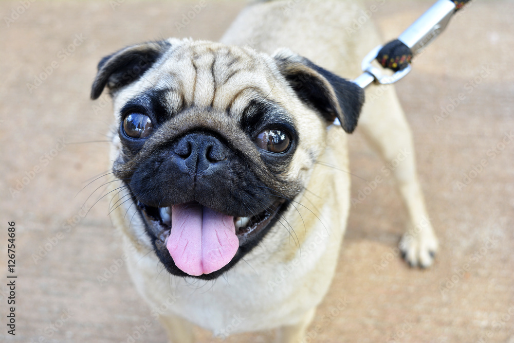 Obraz premium cute little Pug dog with wrinkles