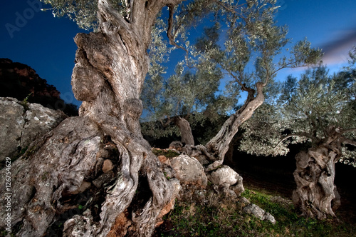 Olivenbaum bei Valldemossa, Mallorca, Spanien photo